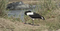 saddle-billed stork sitting on ankles or knees, rubbing head on back, nice water running