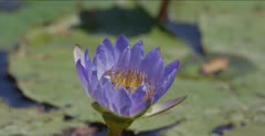bees in African water lily
