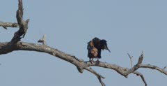 bateleur eagle sitting on dead tree branch