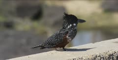 giant kingfisher sitting on edge of bridge looking for fish, turns 360 degrees