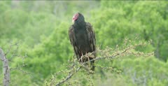 Turkey Vulture preening
