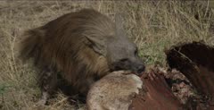 at buffalo carcass
