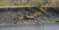 Riparian areas, erosion of river banks on Soda Butte Creek in Yellowstone