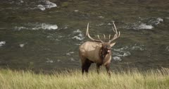 large male Yellowstone elk in rut standing by river, bugling