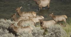 Yellowstone elk females and calves by river and in river, pan