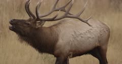 large male Yellowstone elk in rut walking, bugling