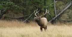 Yellowstone male elk in rut, bugling