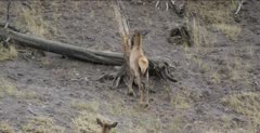 Yellowstone female elk licking, rubbing tree