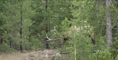 Yellowstone large male elk in rut rubbing antlers on small pine tree
