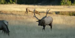 Yellowstone big calf nursing, large male elk in rut sniffing around