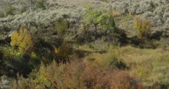 Yellowstone large male elk in rut walking in fall trees wide, bugling