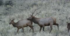 Yellowstone medium sized male elk scared of Touchdown in rut trying to mate with female, bugling
