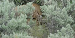 Yellowstone female elk, newborn elk gets up and investigates magpie