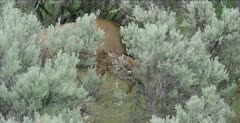 Yellowstone female elk, newborn elk sitting near mom, gets up and moves closer