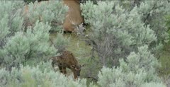 Yellowstone female elk, newborn elk wobbling and investigating