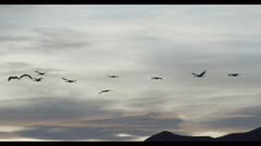 sandhill cranes flying after sunset in front of Altocumulus lenticularis clouds = really neat looking cloud slow motion