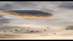 sandhill cranes flying after sunset in front of Altocumulus lenticularis clouds = really neat looking cloud
