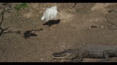 snowy egret on rookery island walk by alligator spring in breeding plumage