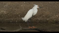 snowy egret on tree branch stand call fly nice light from water reflection spring close