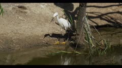snowy egret in water look for nest material watch spring