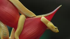 Eyelash viper on Heliconia