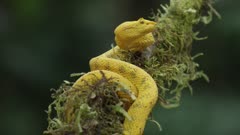 Eyelash viper on moss covered limb