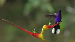Violet sabrewing male on Heliconia