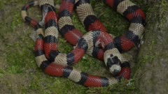 Central American coral snake