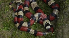 Central American coral snake