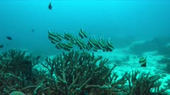 Pennant Bannerfish and Damselfishes on a staghorn coral. 4k footage