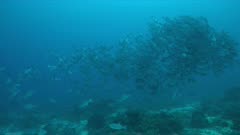 School of Black Snapper on Tubbataha Reef in Philippines. 4k footage