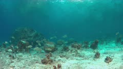 Unicornfishes and Blubberlip Snapper on a colorful coral reef. 4k footage