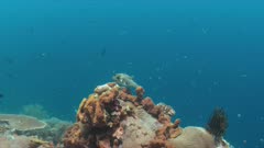 Pufferfish on a colorful coral reef with healthy hard corals. Blue spotted Puffer, Tetraodontidae, Arothron caeruleopunctatus. 4k footage