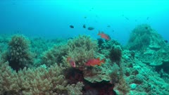 Squirrelfishes on a colorful coral reef. 4k footage