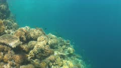Colorful reef with healthy hard and soft corals and a school of Lowfin Drummer. 4k footage