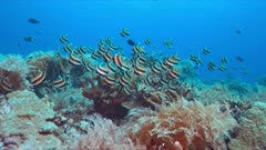 Pennant Bannerfish on a colorful coral reef. 4k footage
