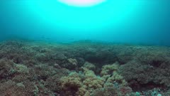 Colorful coral reef with healthy staghorn corals. 4k footage