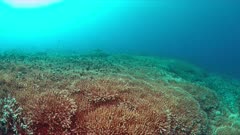 Colorful coral reef with healthy staghorn corals. 4k footage