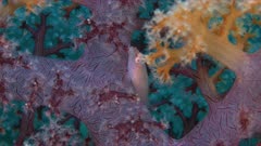 Soft Coral Ghostgoby - Pleurosicya boldinghi