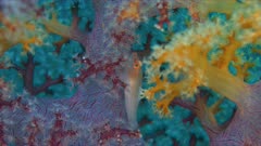Soft Coral Ghostgoby - Pleurosicya boldinghi