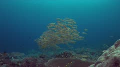 Colorful coral reef with a school of Yellowfin Goatfishes and Striped Large-eye Breams. 4k footage