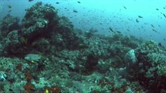 Canyons - coral reef with plenty fish. Sweetlips, Snapper and Anthias 4k footage