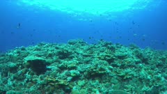 Redfin Breams on a colorful coral reef with plenty fish, Monotaxisheterodon - Emperors, Lethrinidae. 4k footage