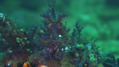Weedy Scorpionfish - the Rhinopia