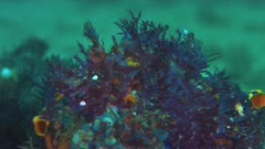 Weedy Scorpionfish - the Rhinopia