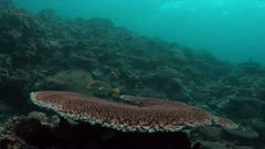 Oriental Sweetlips on a coral reef. 4k footage