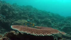Oriental Sweetlips on a coral reef. 4k footage