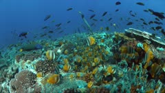 School of Butterflyfish on a coral reef. Many Anthias, Damselfishes and Crecent Wrasses around 4k footage