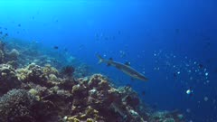 Whitetip reef shark on a coral reef. 4k footage