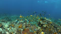 School of Butterflyfish on a coral reef. Many Anthias, Damselfishes and Crecent Wrasses around 4k footage
